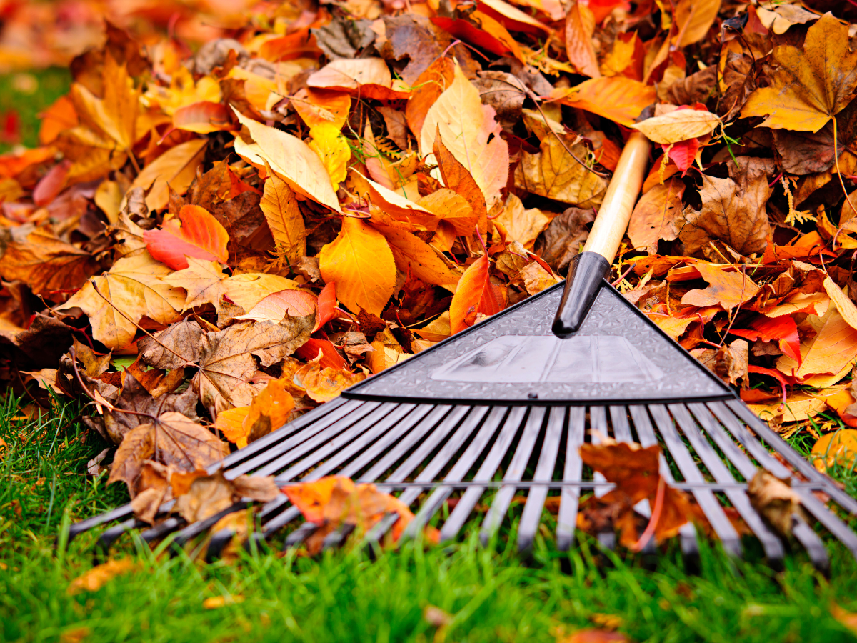 Fall Leaves with Rake