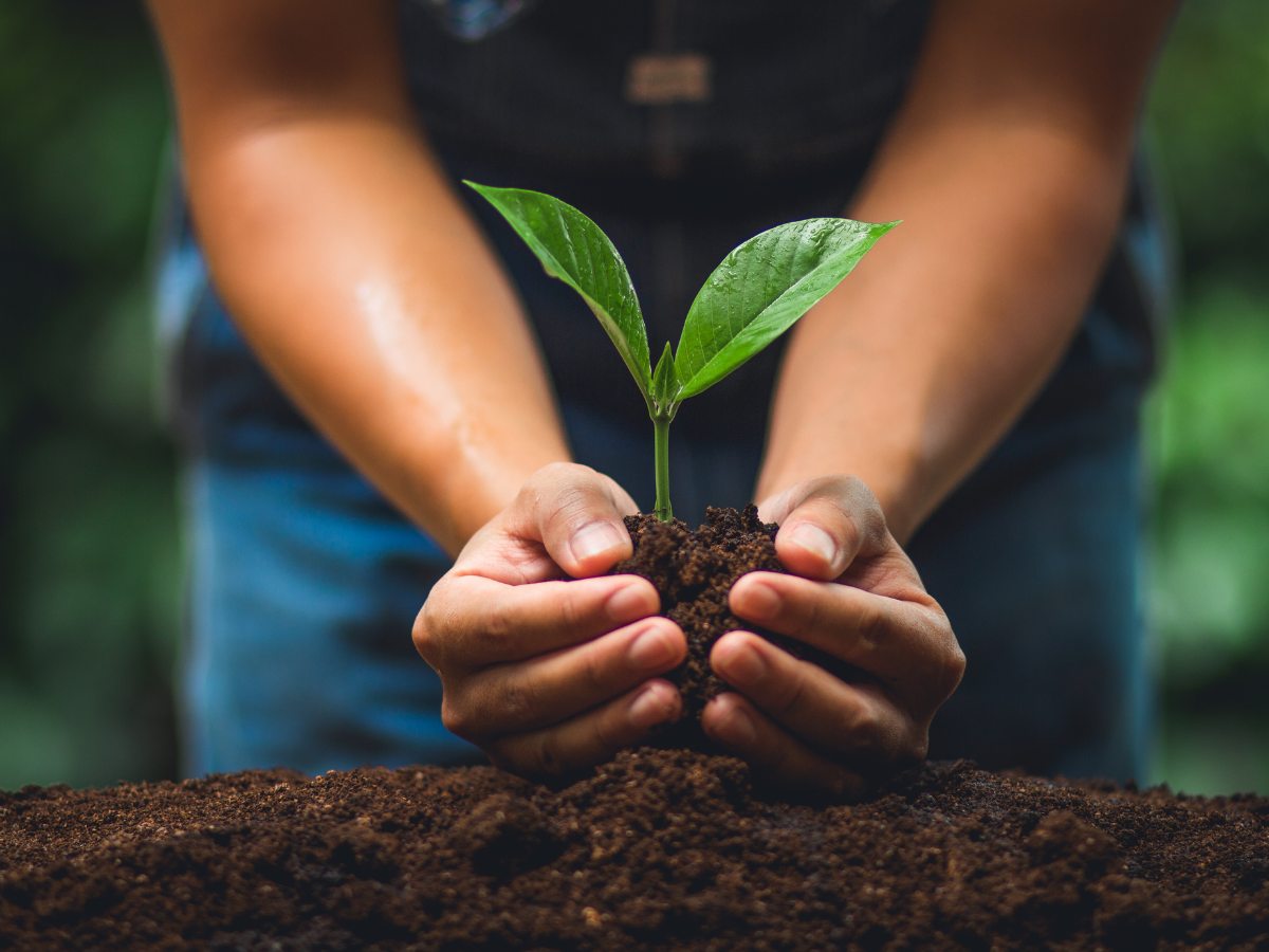 tree planting